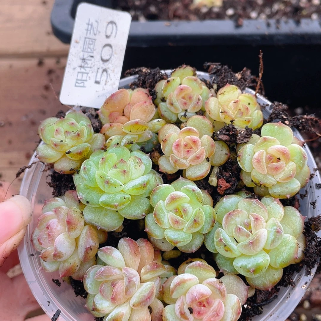 多肉植物多肉植物509