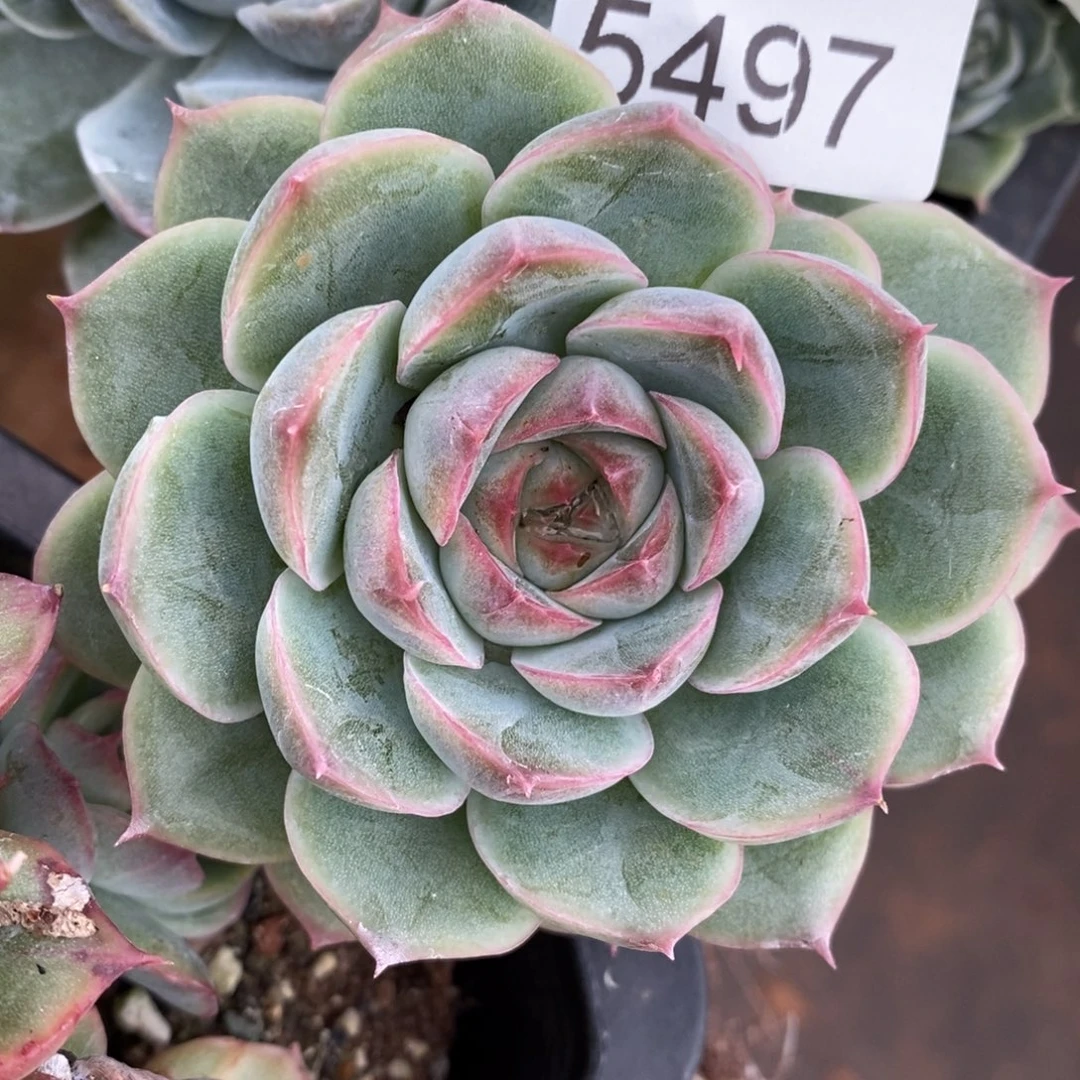 茉***沫杂交精品多肉5497~5厘米