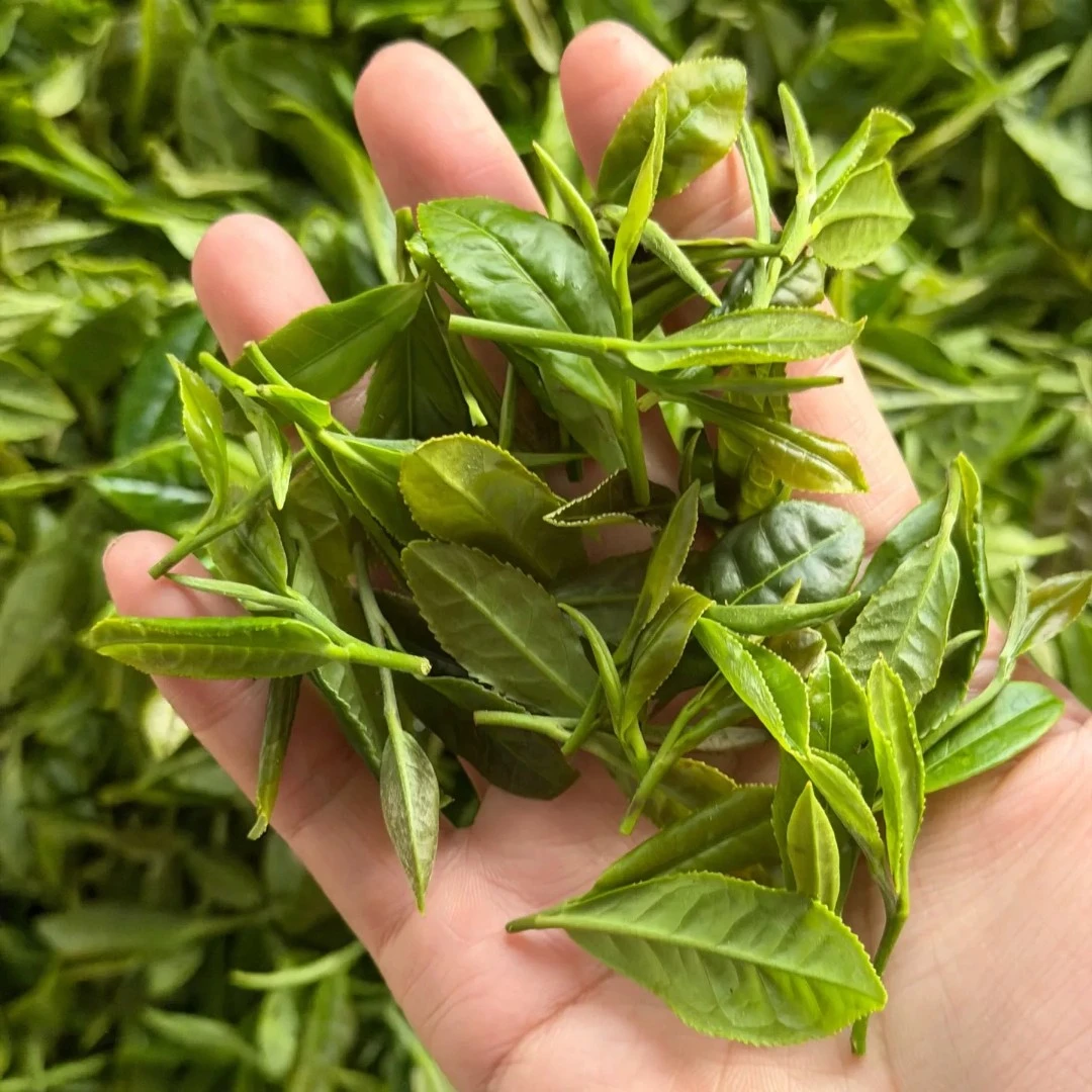 【日照绿茶】精选料一芽一、豌豆鲜不苦不涩回甘甜C5
