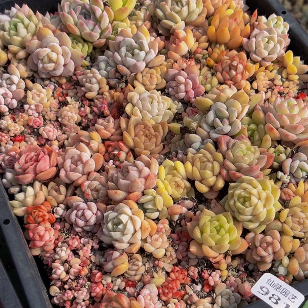 981大热天的一天从早上开始