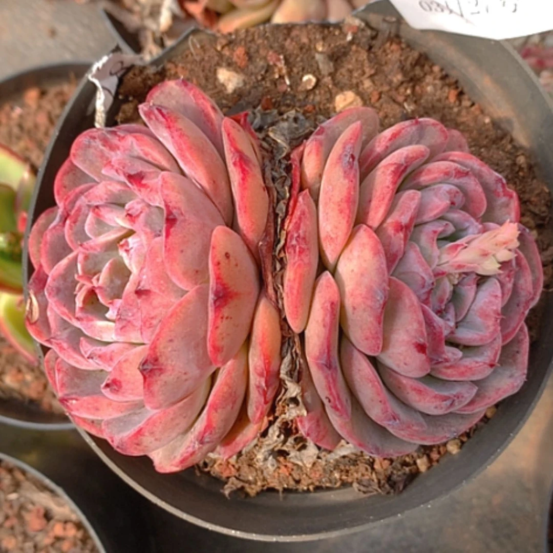 【闪购商品】云628号糖心草莓