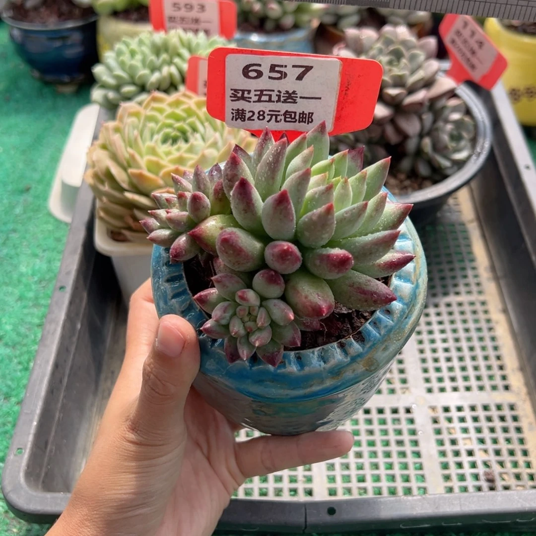 表妹精品多肉植物657.