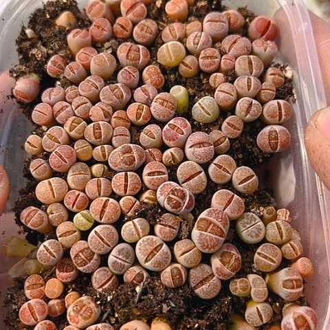 【闪购商品】25028