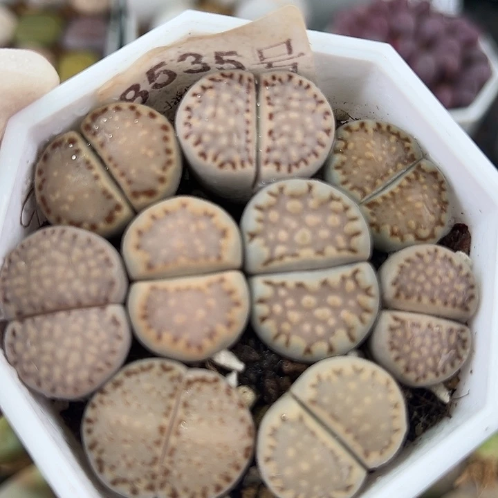 8535 好养易活生石花大母本饼干6.5cm盆