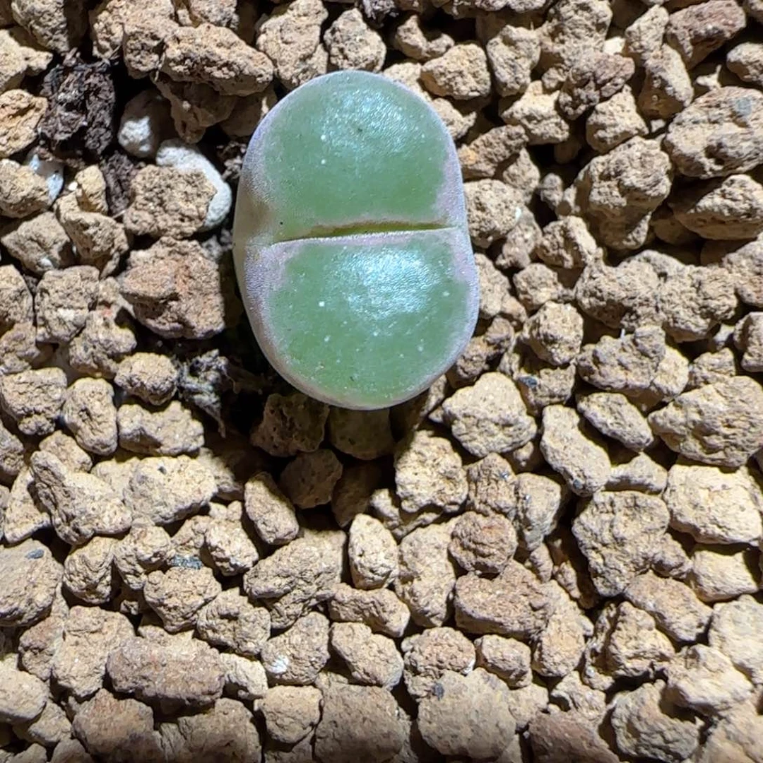 肉锥多肉植物组合-绿焰1058