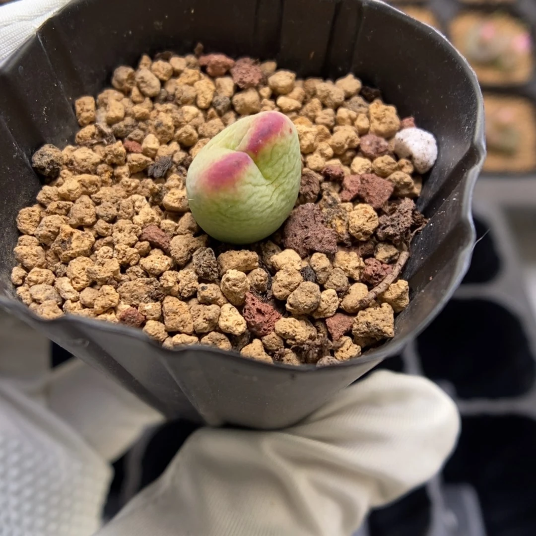 多肉植物肉锥杂交K-3530 将杂