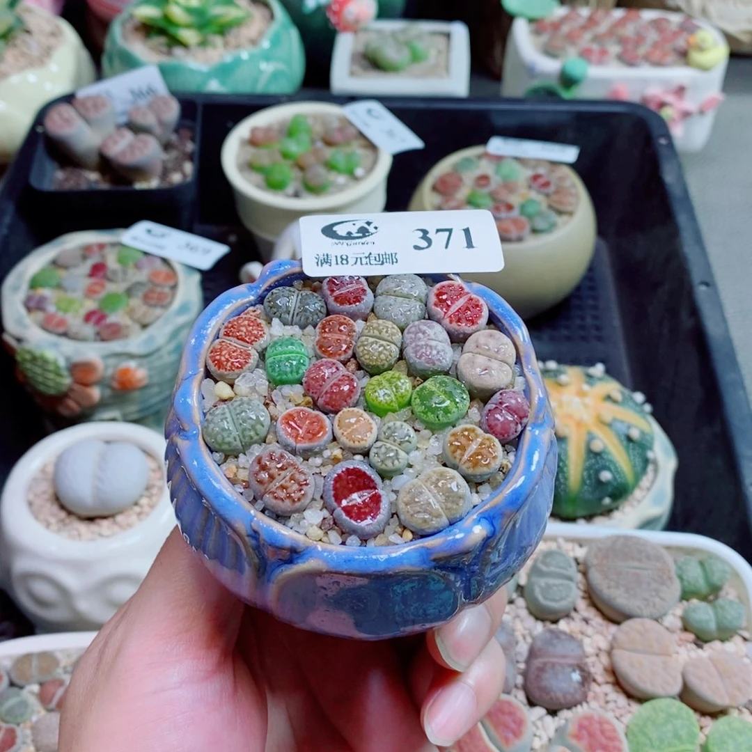 生石花花花花花花371