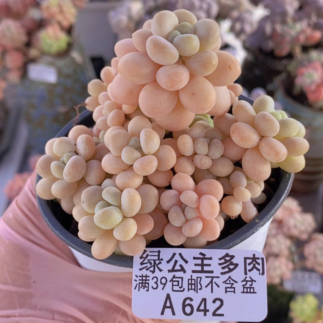 洛可可8cm642多肉植物