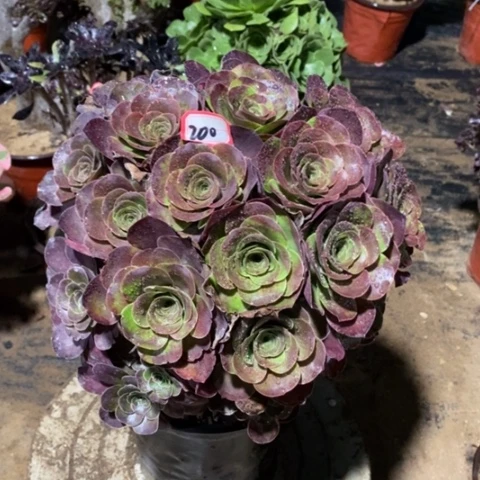 玫金玫瑰一物一拍