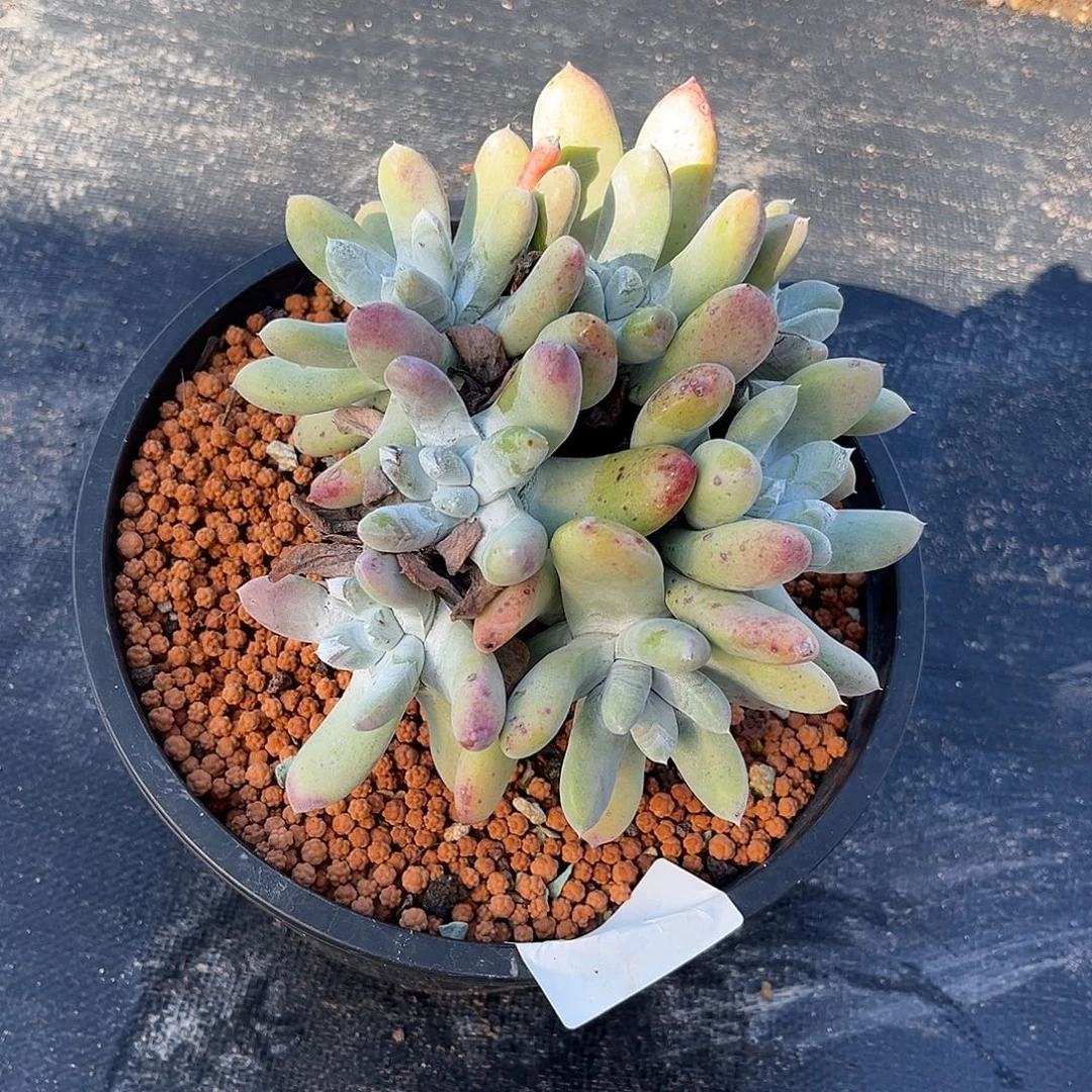 小鹿多肉一物一拍