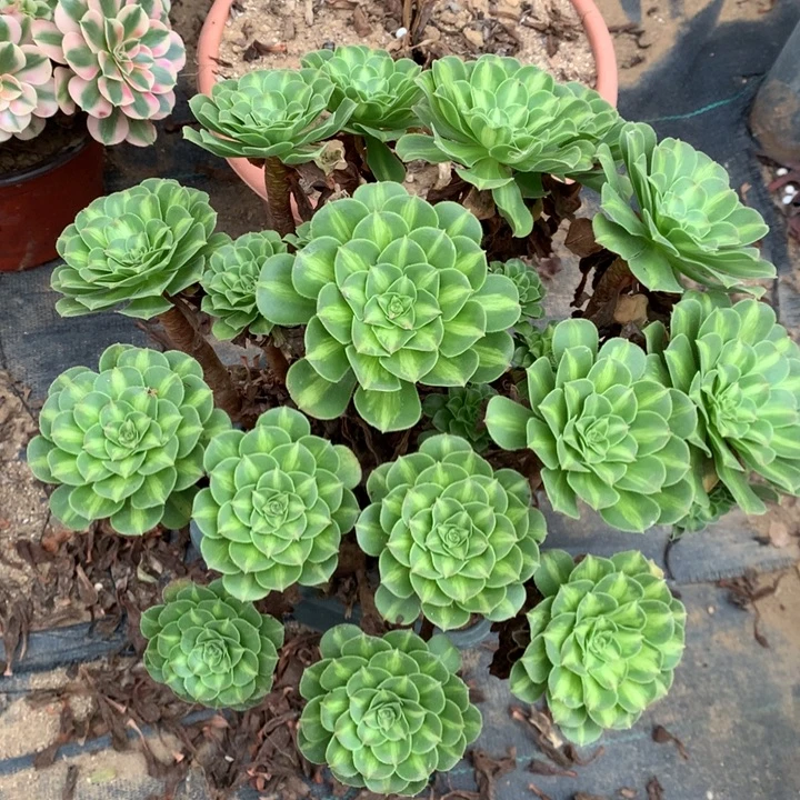 翡翠萝莉老桩24-2多肉植物