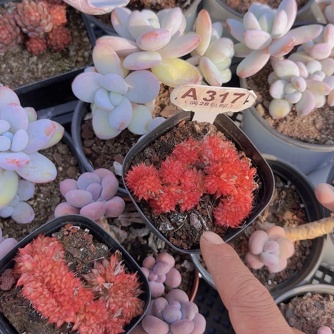 -****-A317麦秆缀一物一拍