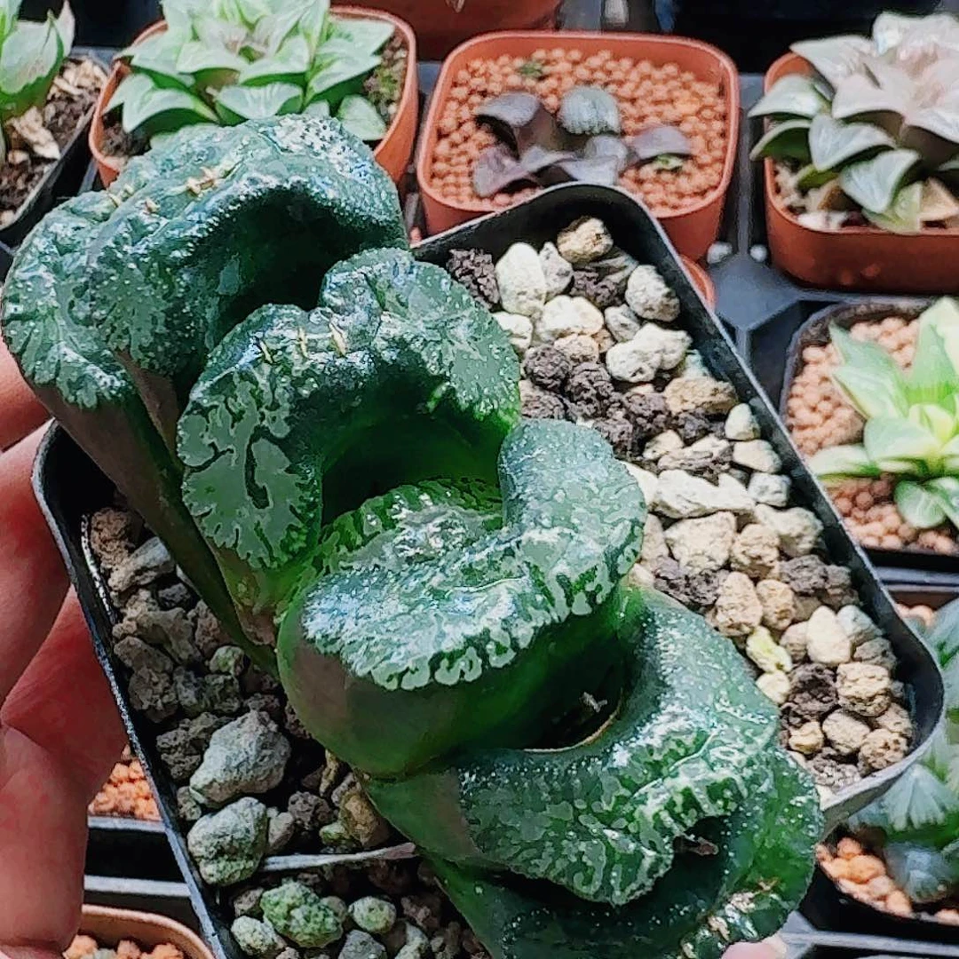 无花朵十二卷大黑玉扇母本福利