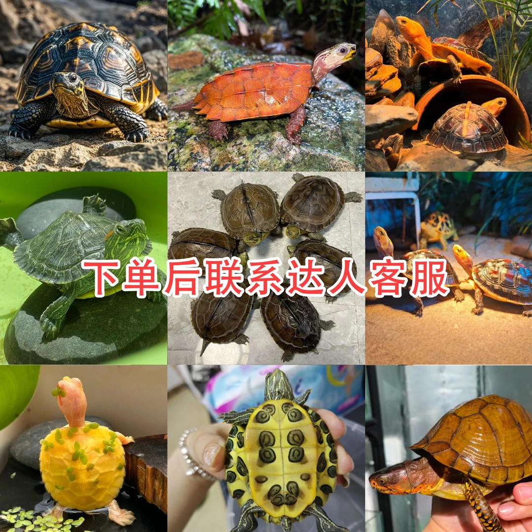 通用宠物活体链接（一）