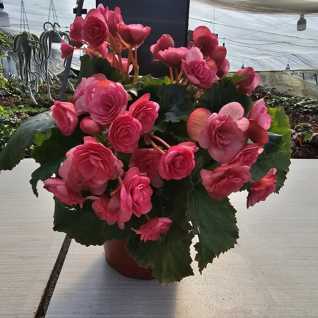 180爱情粉【丽格海棠】室内阳台花卉常年开花基地直销颜色全价格优