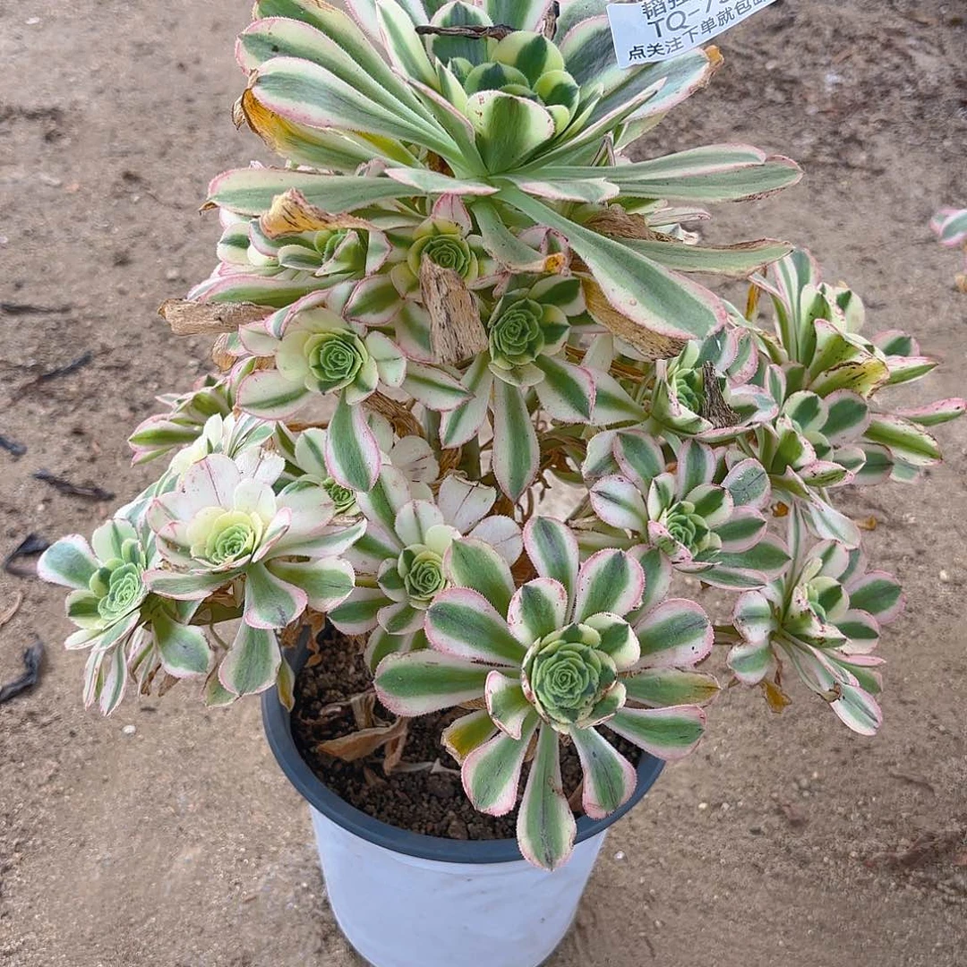 白兰地多肉植物上758