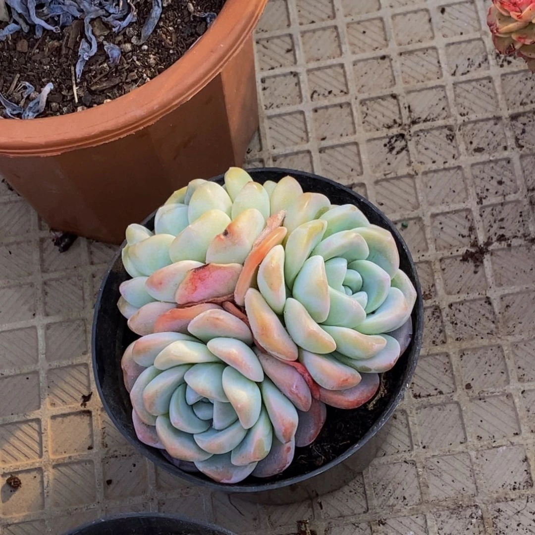 曙***&48包邮一物一拍多肉