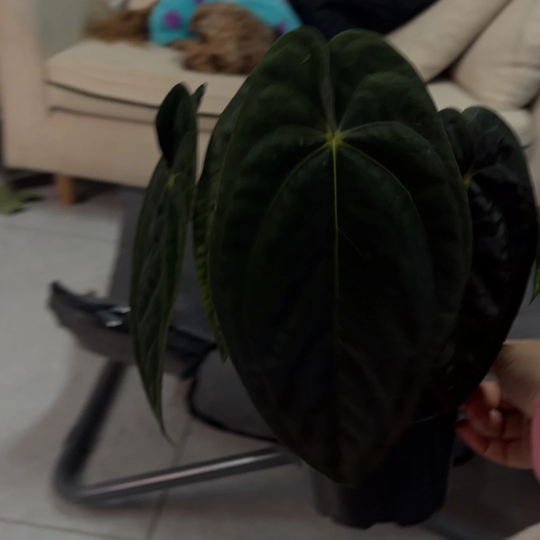 无花朵加通湖（多头6333