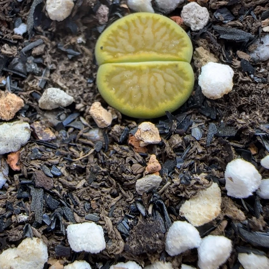 036 生石花大棚直播