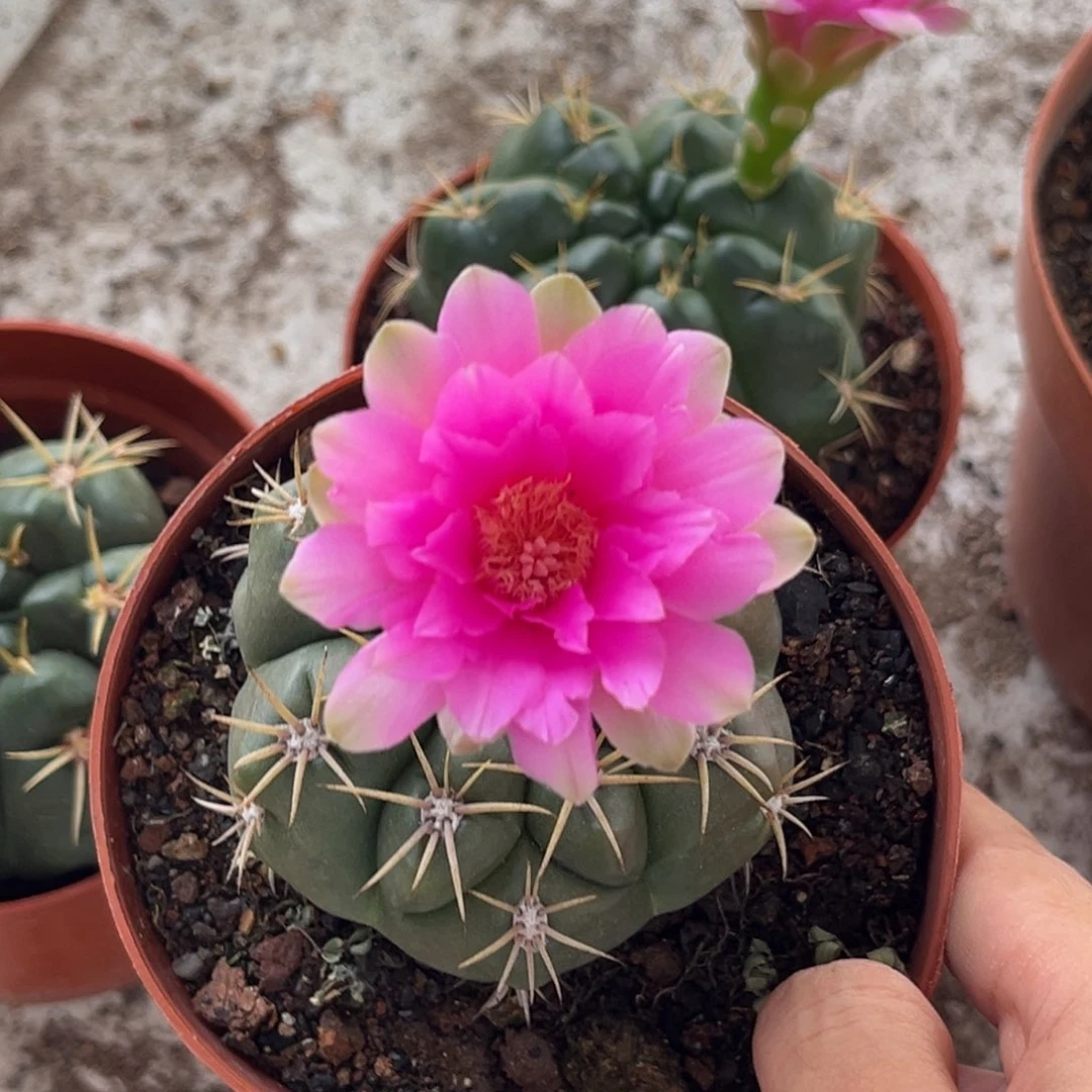 娟***实生美花海王仙人球