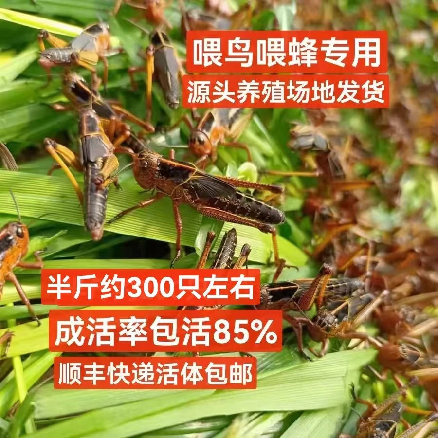 活体幼四龄蝗虫【喂宠物八哥喂蜂专用】现捉现发活体顺丰快递包邮