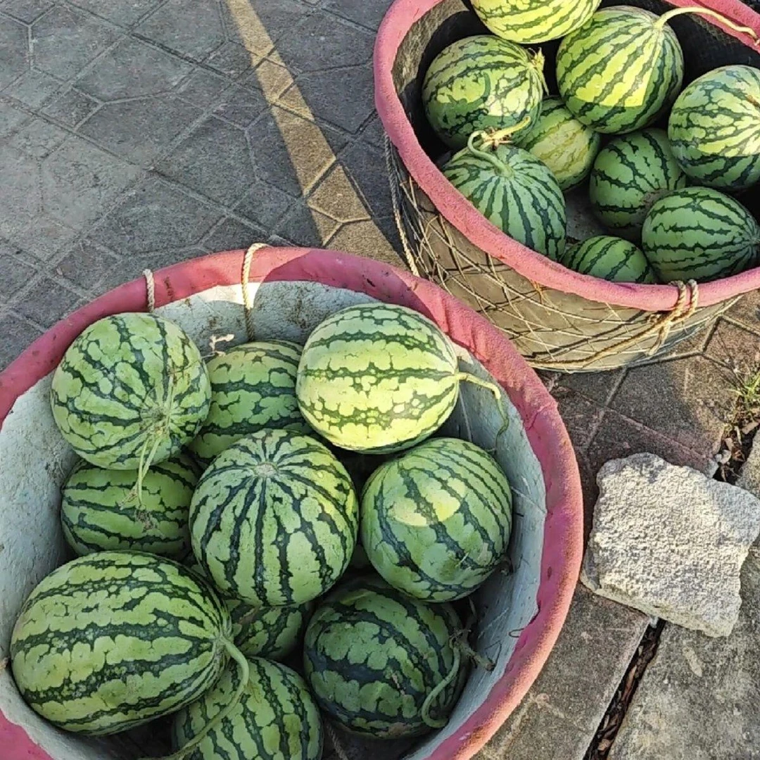 3.5元/斤冰镇西瓜【一单一价】仁寿小时达四川省