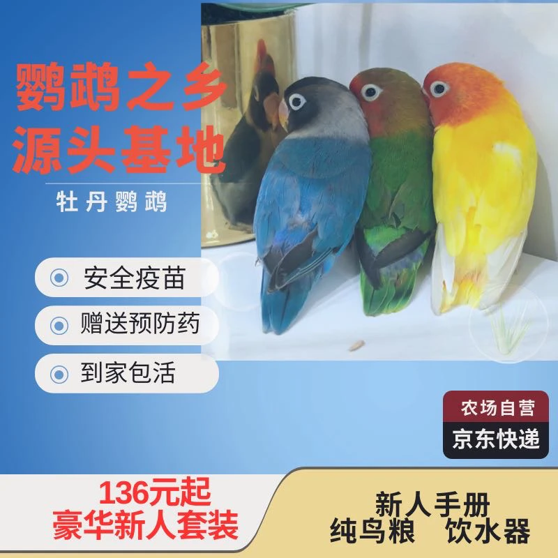 牡丹鹦鹉手养亲人 半齐毛学说话宠物 太阳和尚店铺