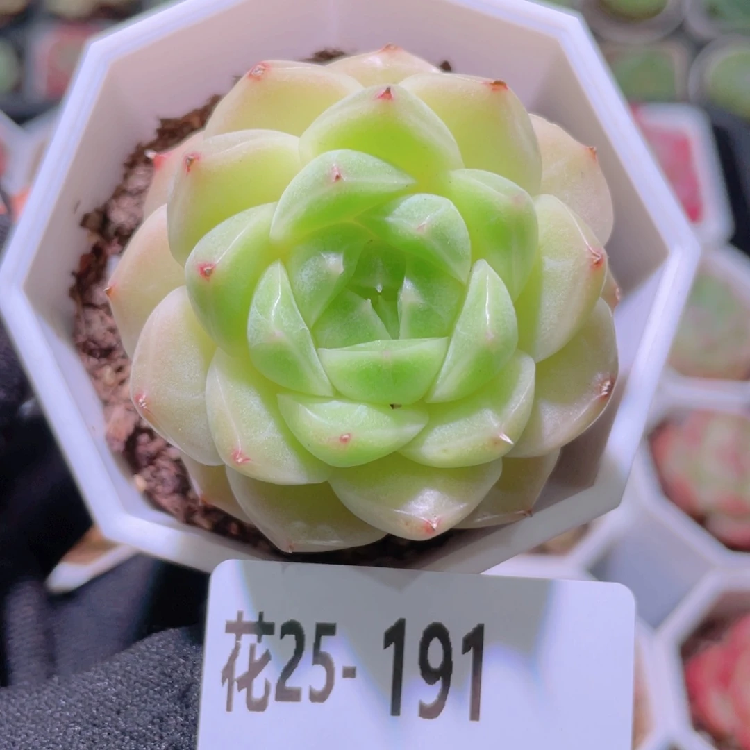 花利美25-191麦秆