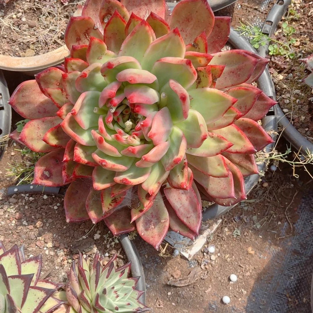 弗兰克。      18