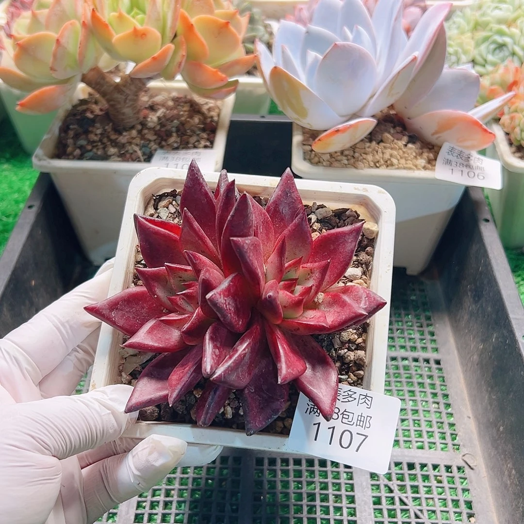 多肉一物拍植物1107