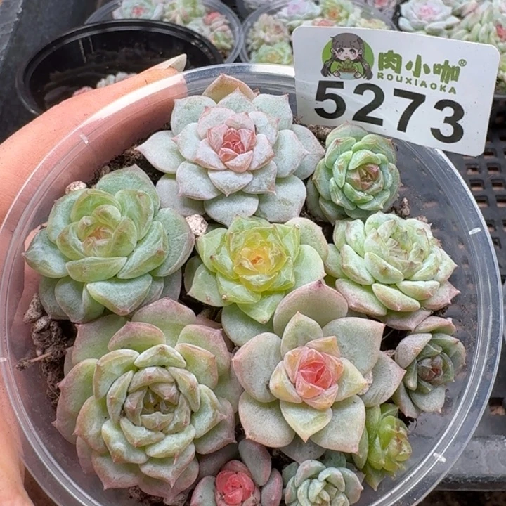 多肉植物多肉植物