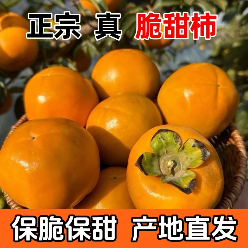 正宗巧克力新鲜头茬阳丰冰糖心脆柿香甜多汁新鲜采摘硬柿子脆甜