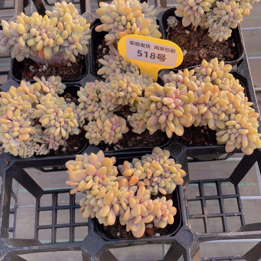 518号带板子果冻美人缀化一个