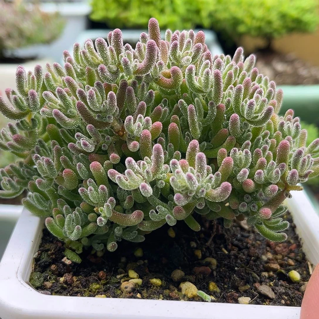 昕宝冰晶枝干番杏