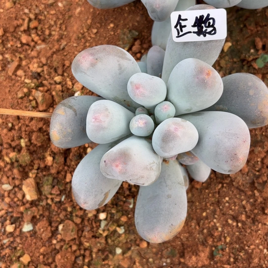 北****米可奶单头带仔企鹅专拍9.22