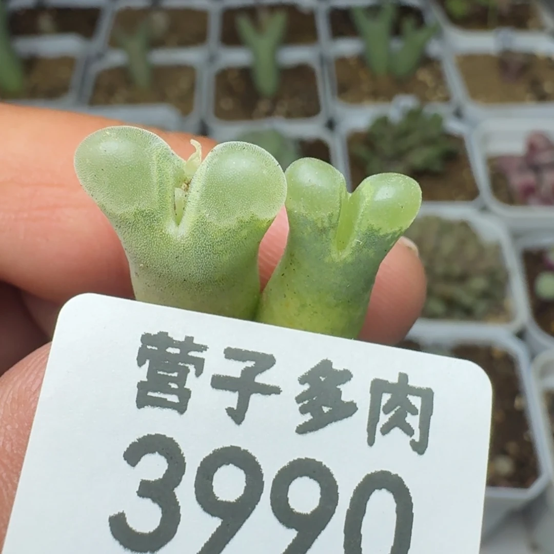 脱土
