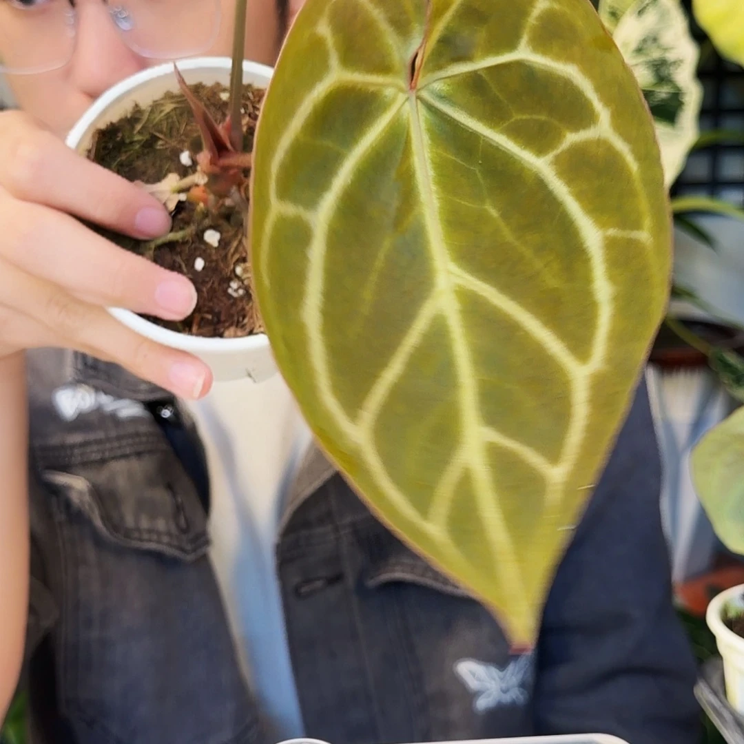 不开花植物R196 粉脉黑水晶