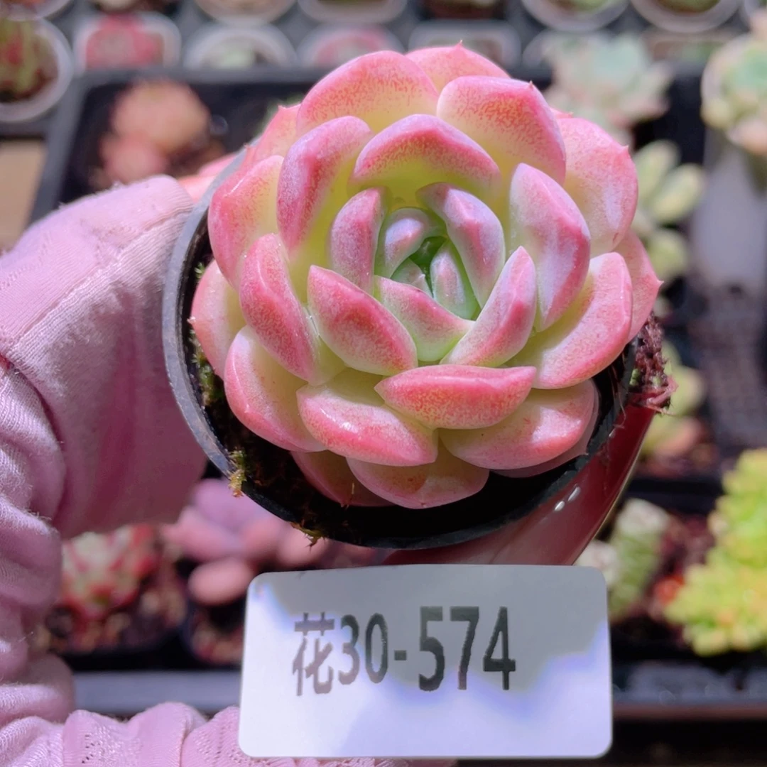 花利美30-574新品