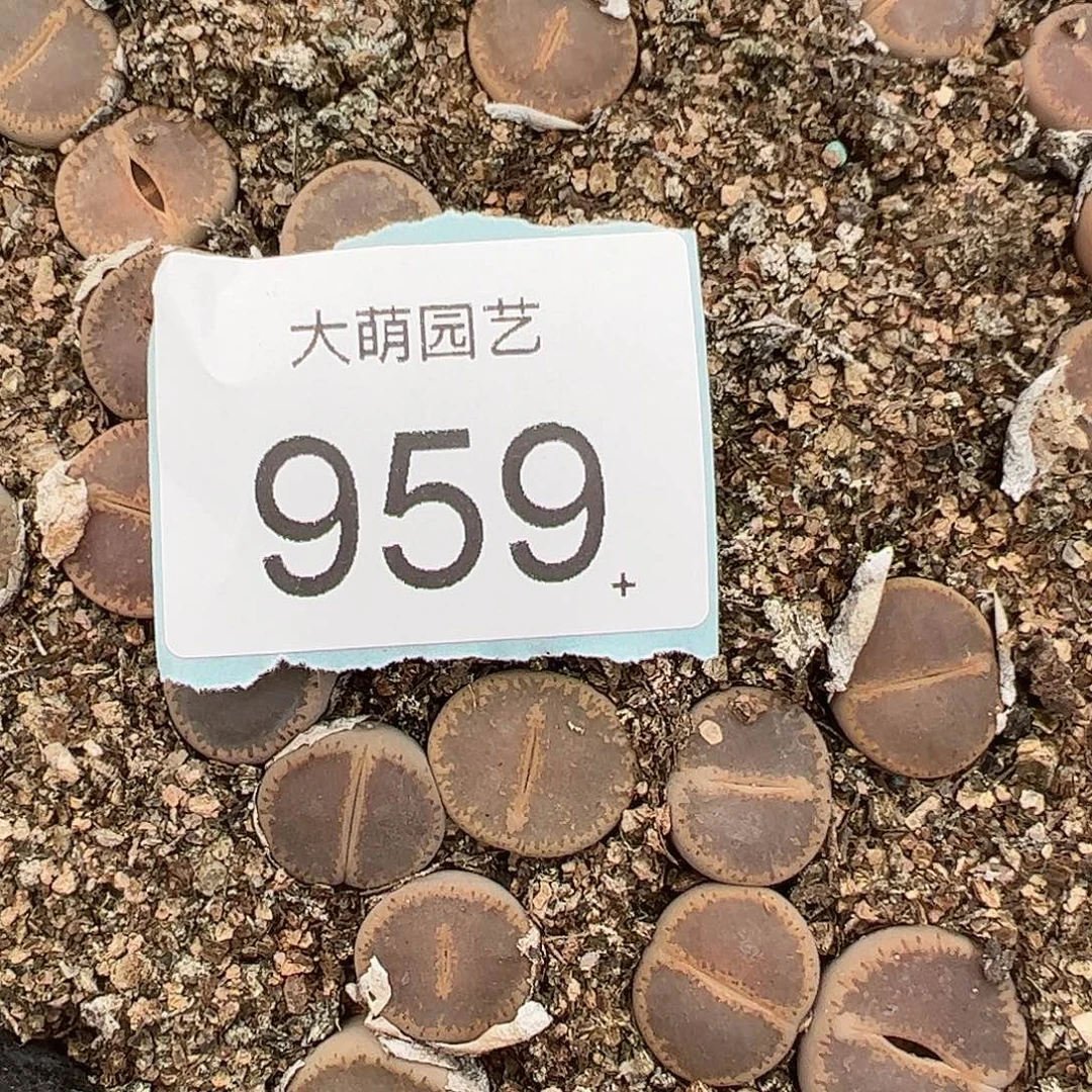 量拍和田玉3颗一组     959