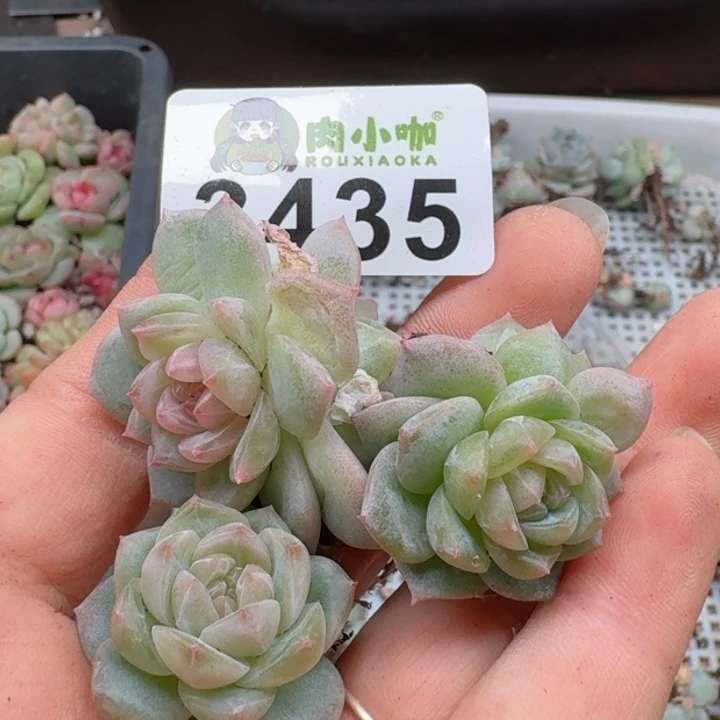 多肉植物多肉植物