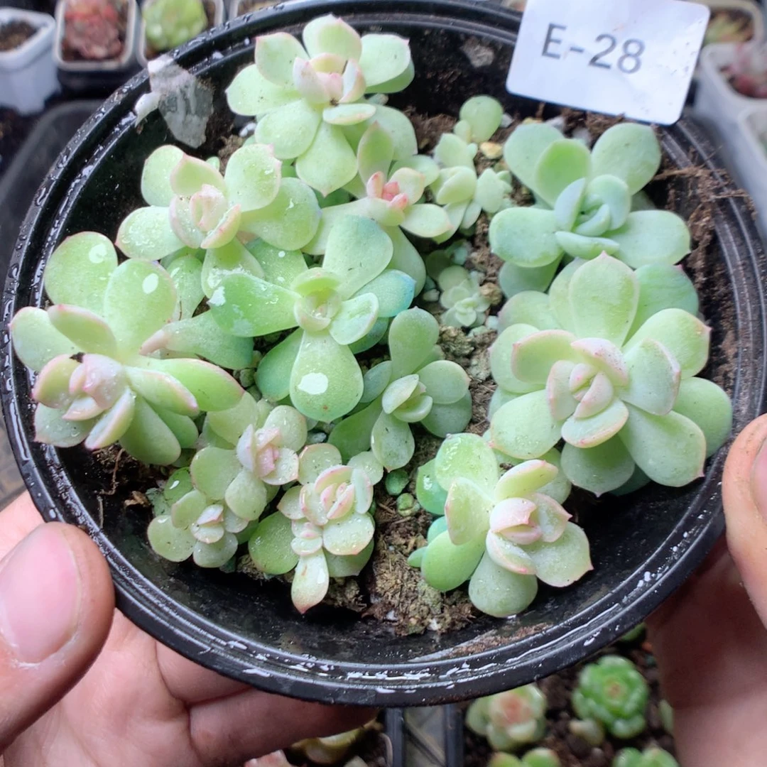 无花朵E28。 x7yyyyyyy