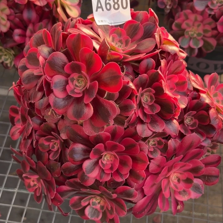 680美杜莎朵朵25厘米左右