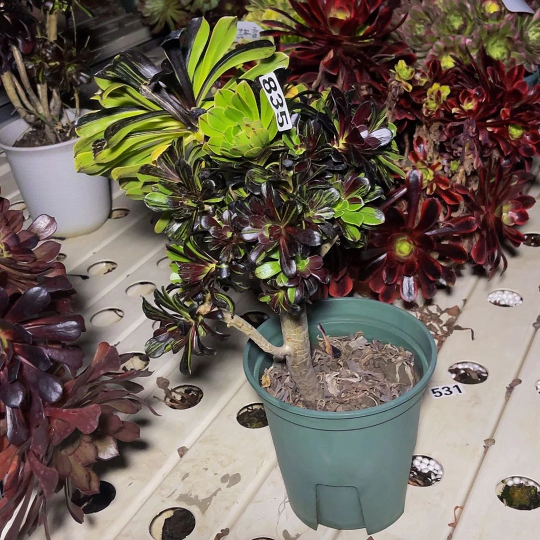 法师法师7-15包邮法师