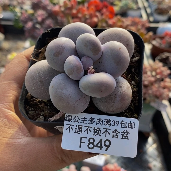 芭比奶洛5cm849多肉植物