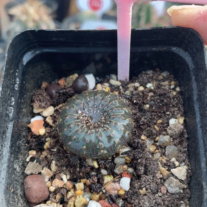 实生大型士童8870000000