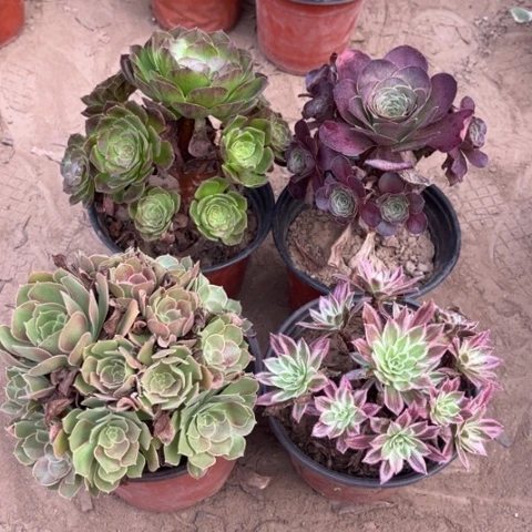 087多肉植物组合，