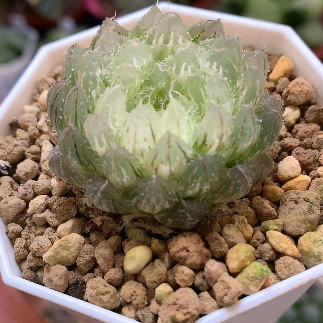 x***∧翠云玉露锦的爱盆土发货