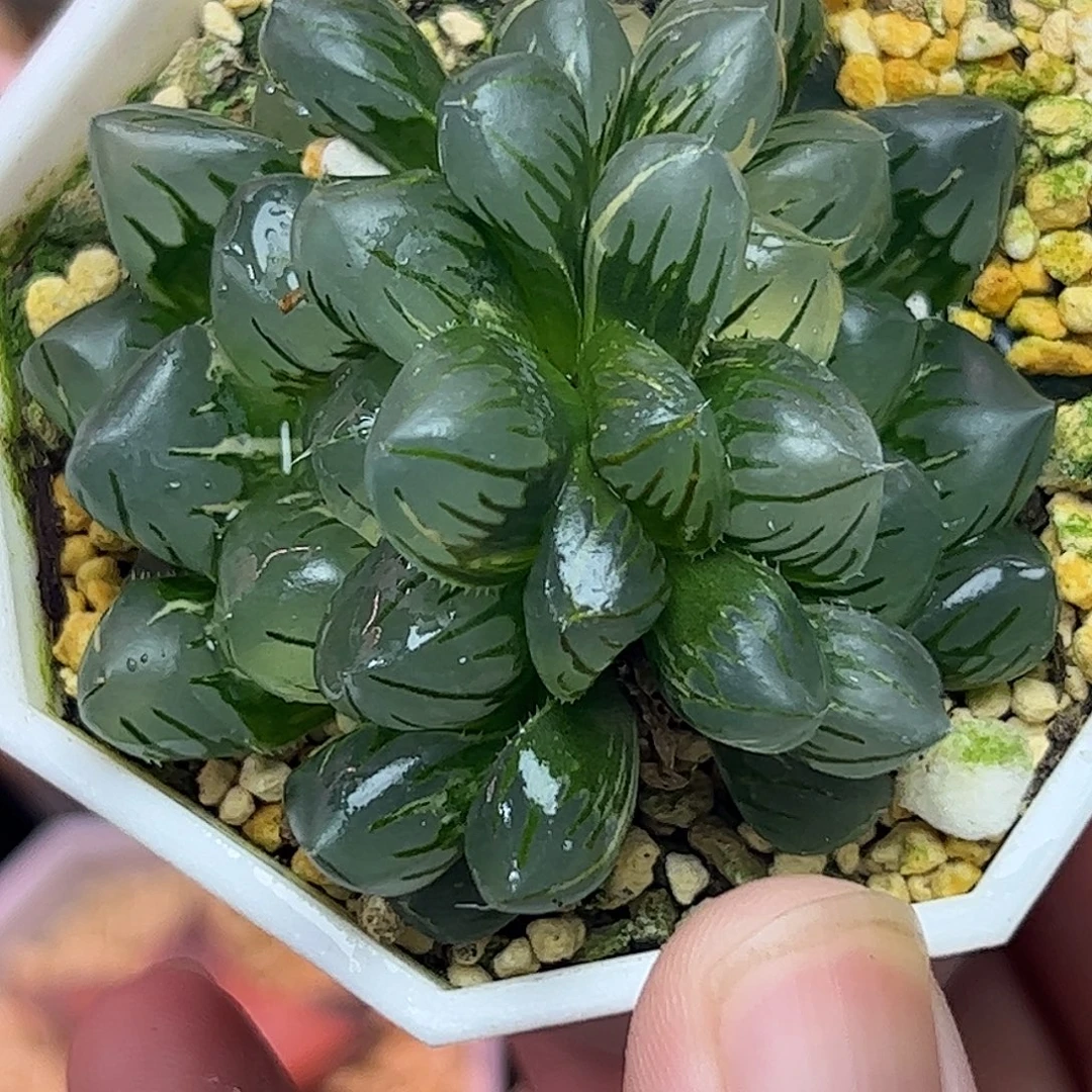 水中月双头锦十二卷多肉