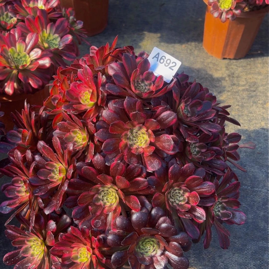 心****然692红金刚法师，多肉植物