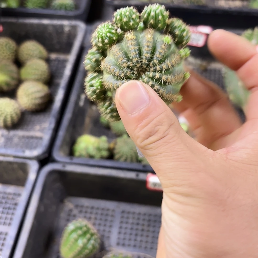 黄昭和丽花侧牙20包邮18